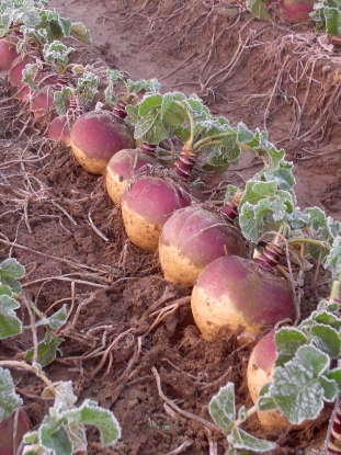 Picture of Swede Tweed F1